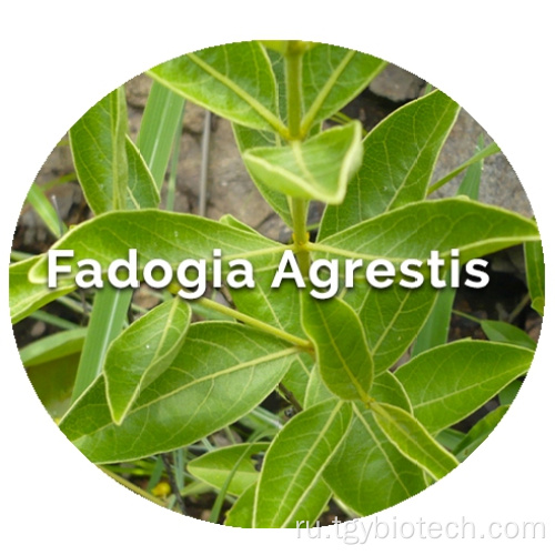 Fadogia Agrestis Stem порошок Fadogia extract agrestis